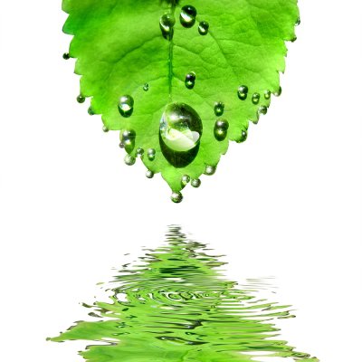 Green Leaf with Water Dripping